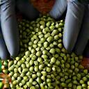 Coffee beans being meticulously selected by hand